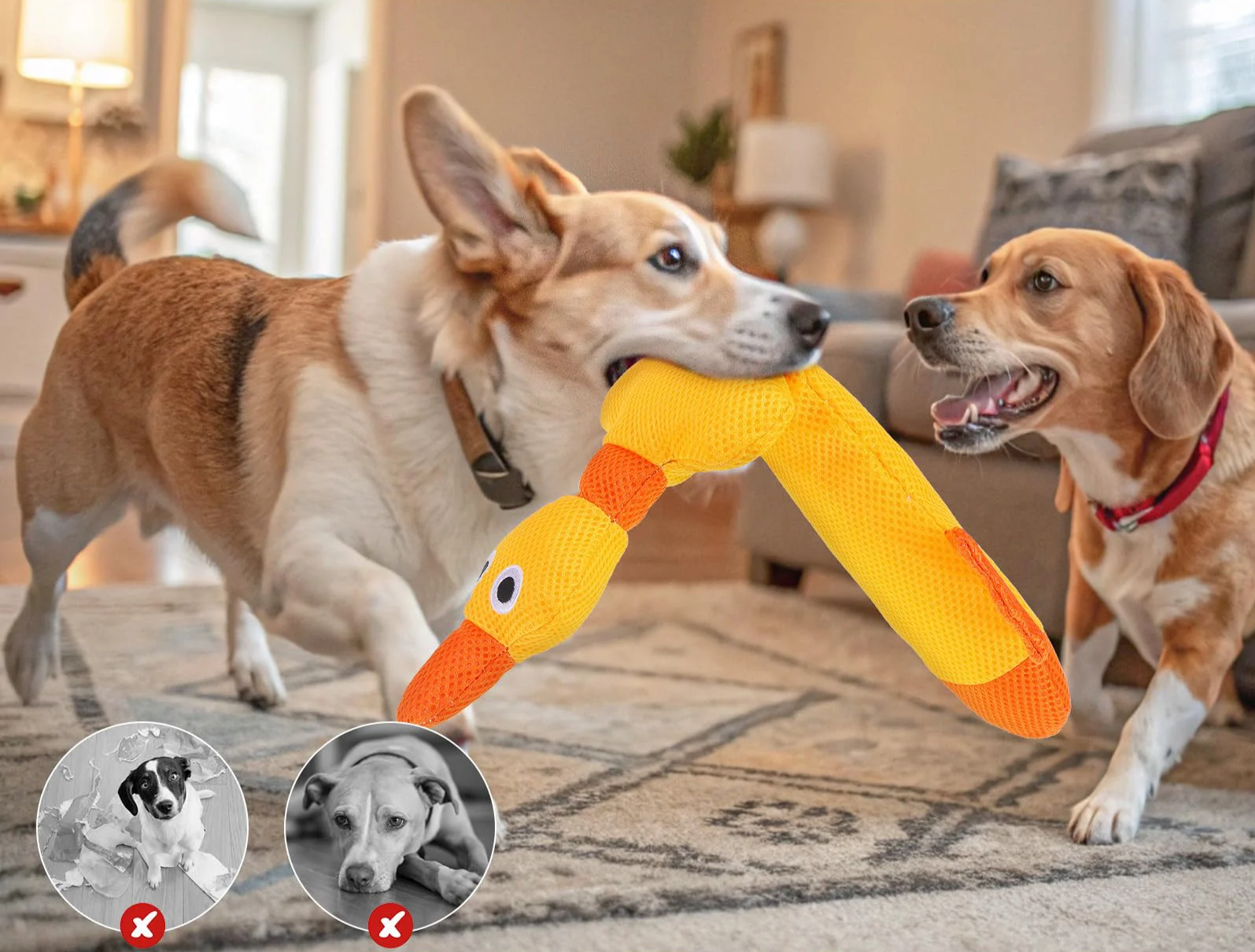 ZiziFloat Honden Waterspeelgoed