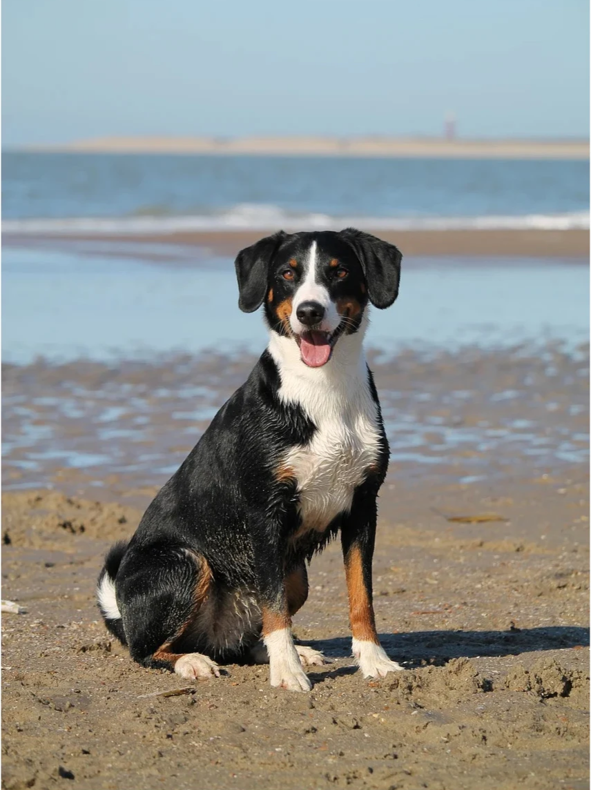 TrackiPet 4G Mini GPS Tracker voor Katten en Honden
