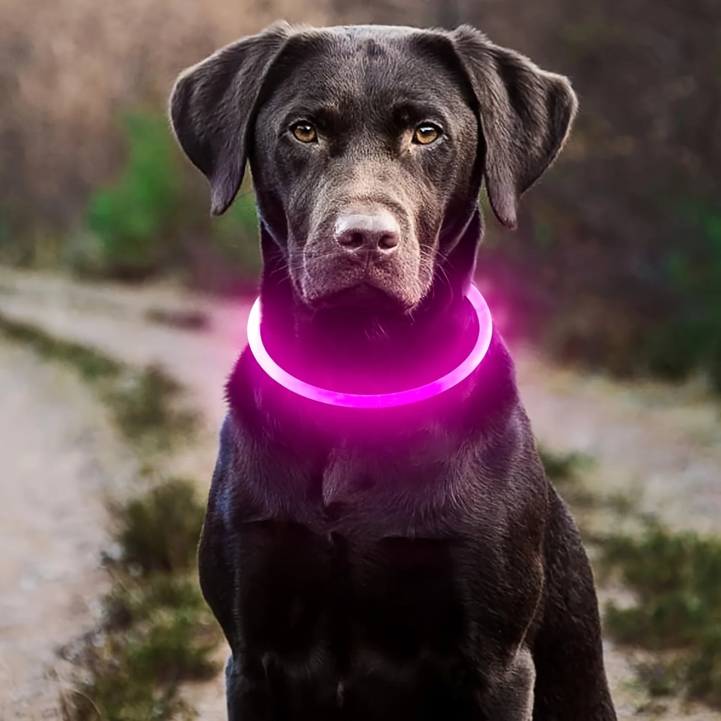 GlowGuard LED Veiligheidshalsband voor Honden – USB Oplaadbaar & Reflecterend