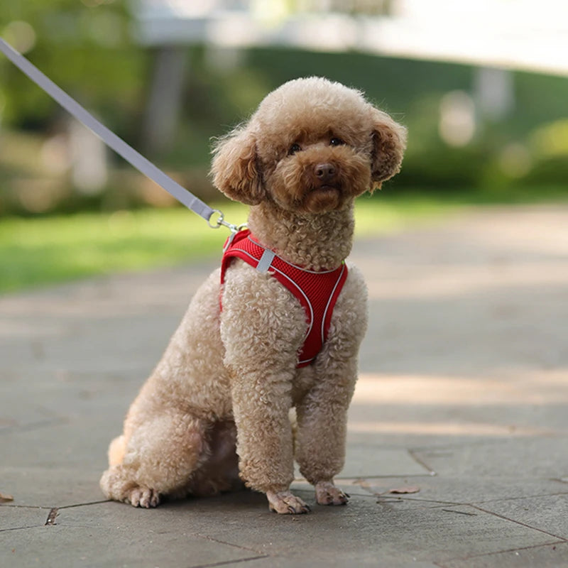 Ademend Hondenharnas met Lijn voor Kleine Honden – Polyester, XXS-L