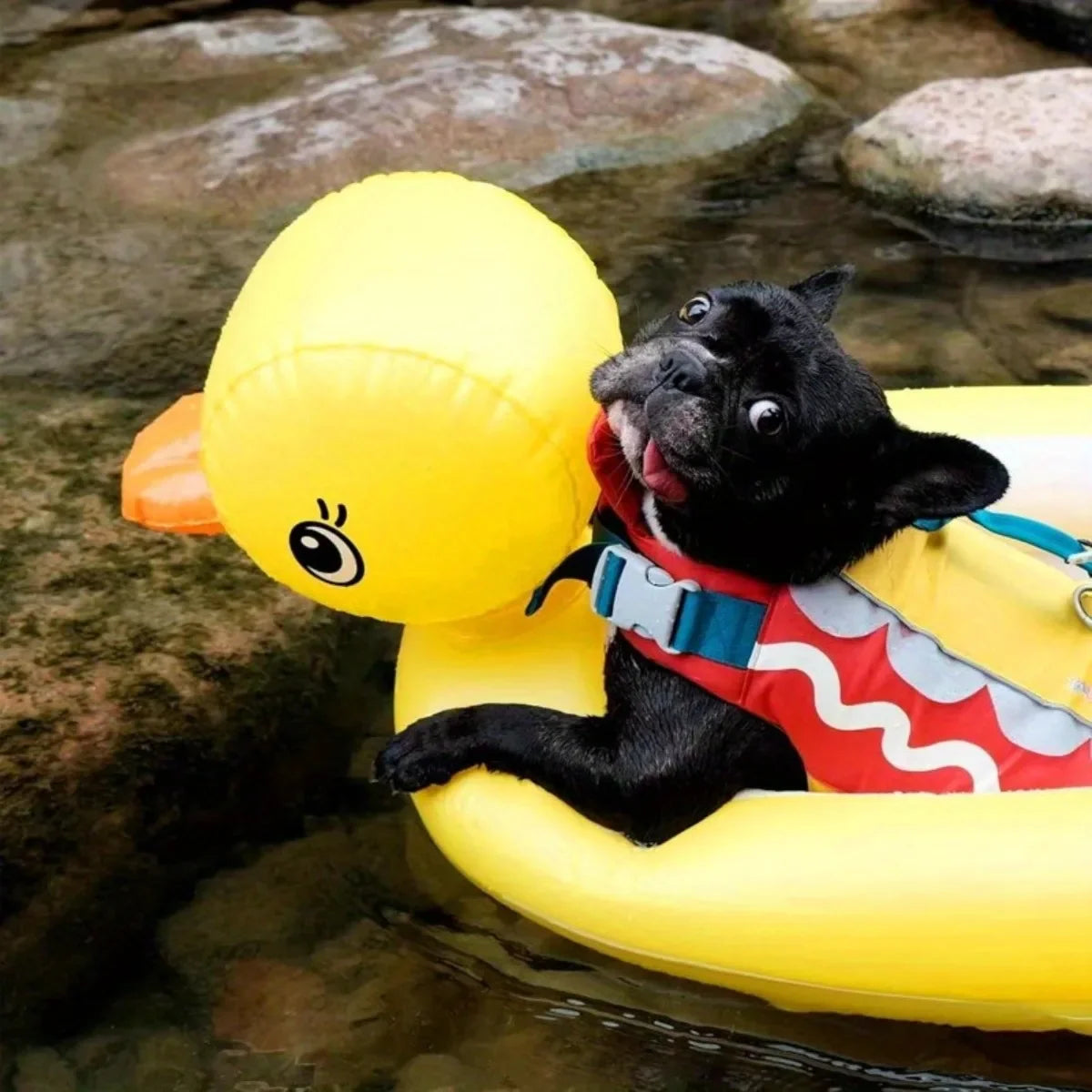 SwimBuddy 2-in-1 Hondenzwembad Float