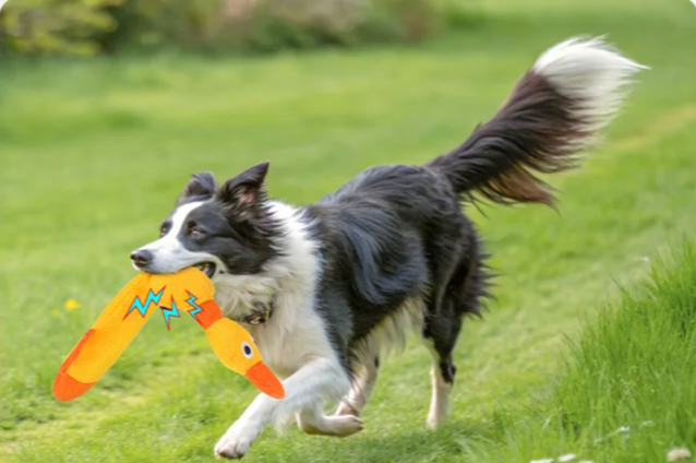 ZiziFloat Honden Waterspeelgoed