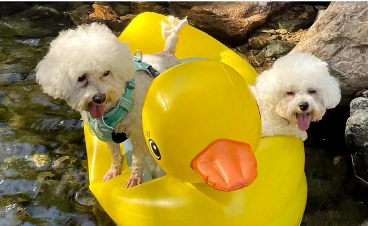 SwimBuddy 2-in-1 Hondenzwembad Float