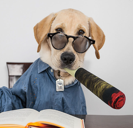 Interactief hondenspeelgoed pluche β piepgeluid, voor kleine honden