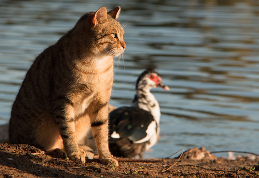 Omdat ze alleen het beste verdienen – Intelligente huisdierverzorging met Beestjesblij