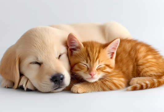 Hoe Beestjesblij u helpt een gelukkige en gezonde routine voor uw huisdier te ontwikkelen