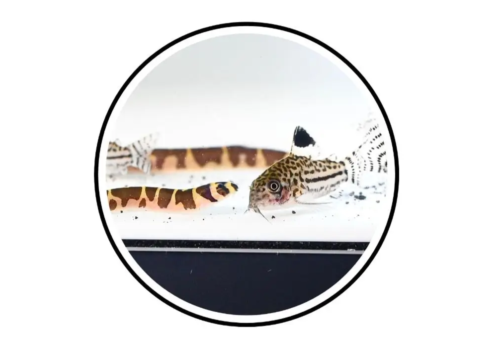 AquaTunnel Multifunctionele Ondergrondse Aquariumgrot
