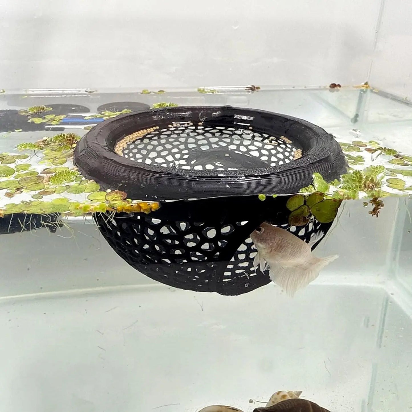 AquaHaven 3-in-1 Drijvende Grottenschuilplaats & Voederring voor Betta’s en Kleine Aquariumdieren