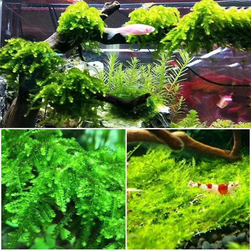 Aquarium decoratie
