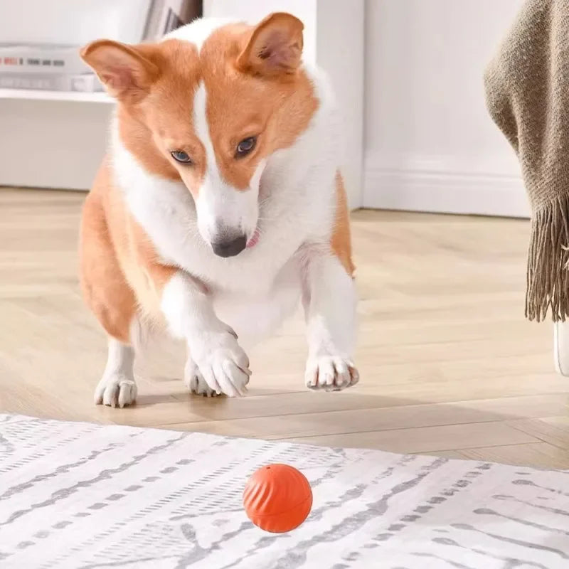 JumpiBall – Intelligente Springbal voor Honden