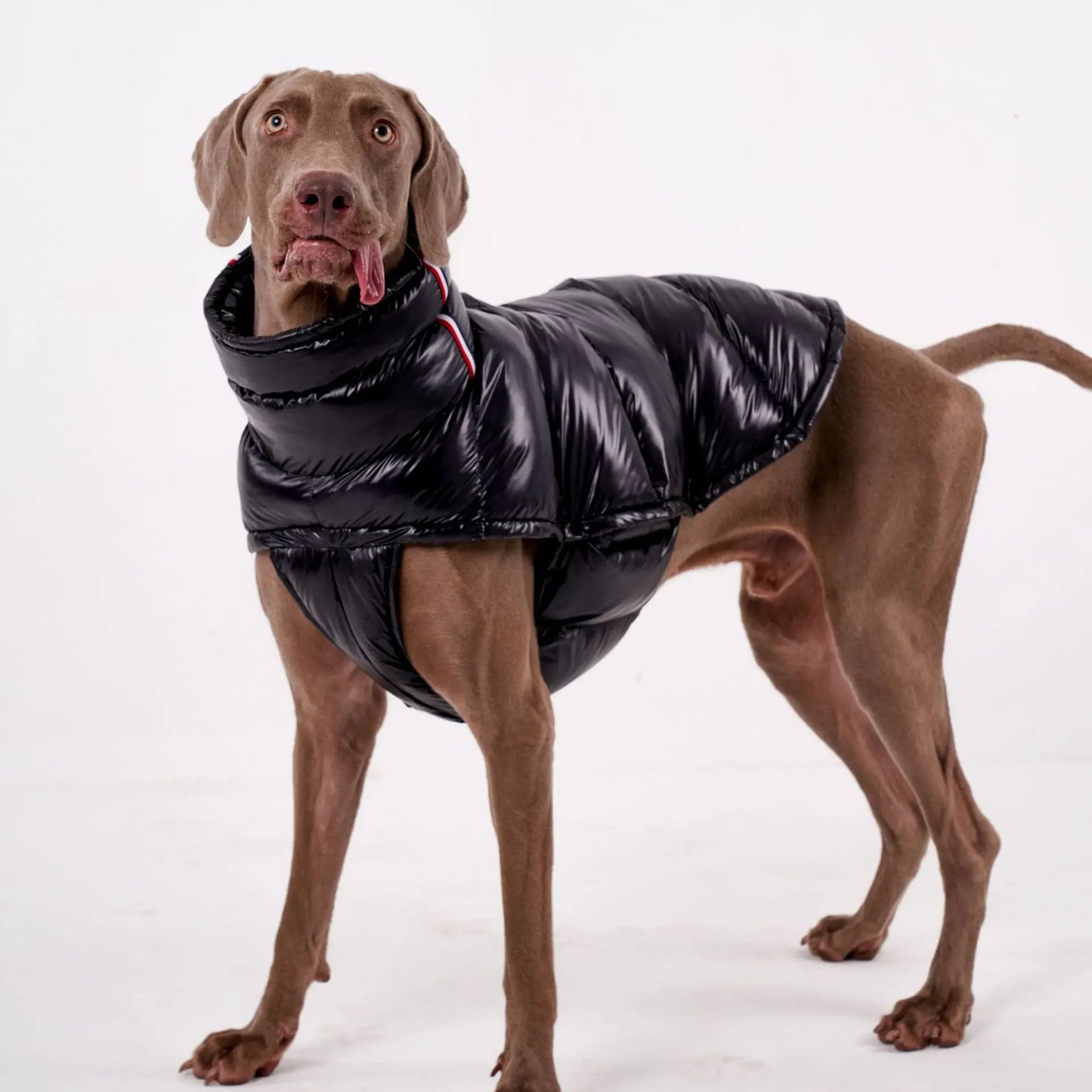 Premium Winter Windproof Hondenvest