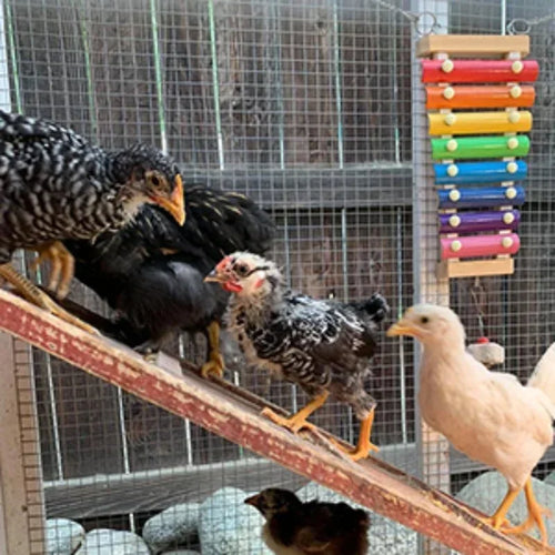 Vogelxylofoon speelgoed hout & metaal – kleurrijk kip- en parkietspeelgoed