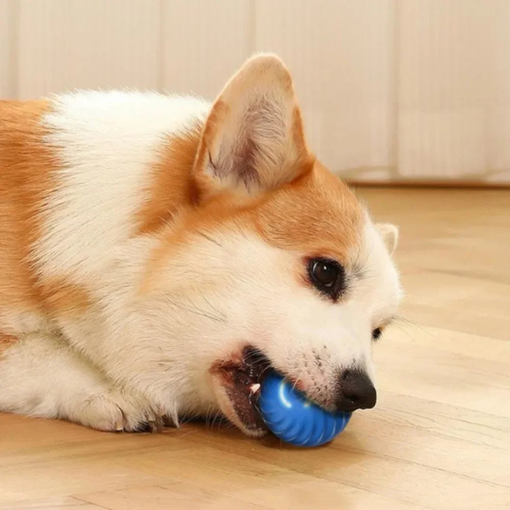 JumpiBall – Intelligente Springbal voor Honden