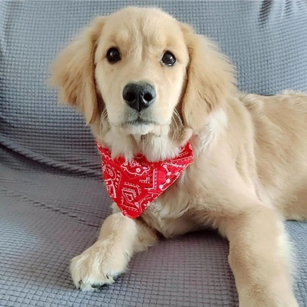 PawStyle Bandana Halsband