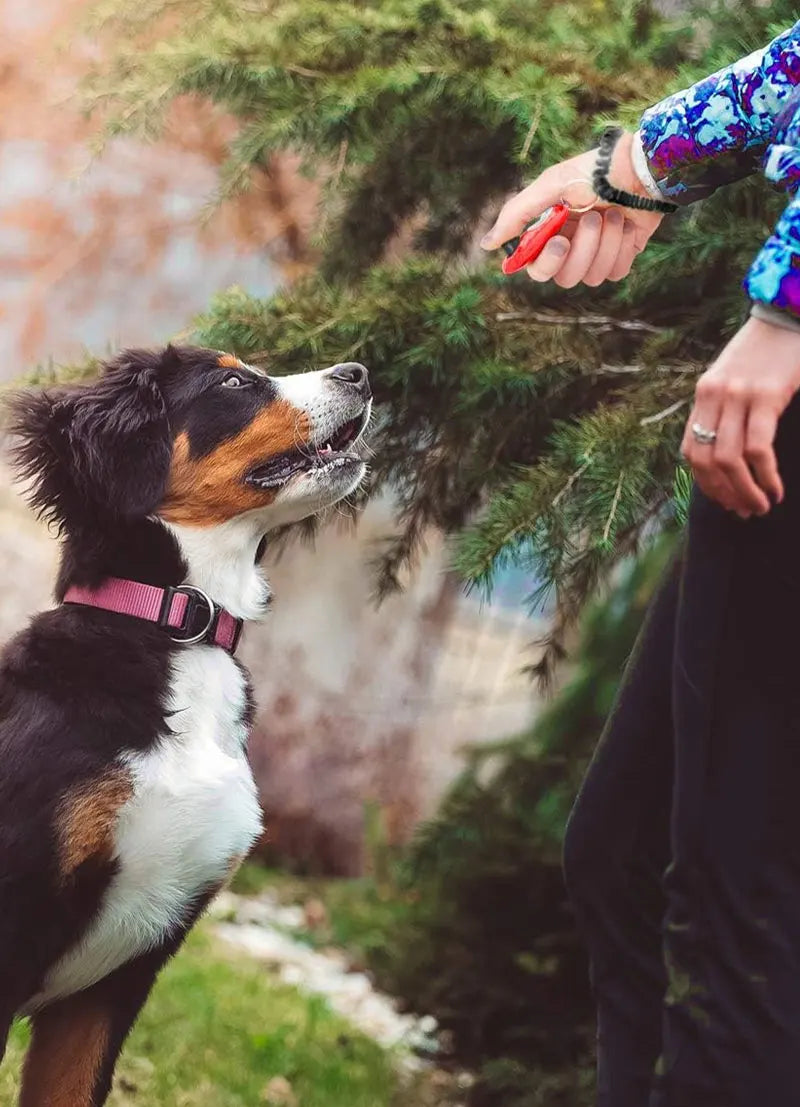 KlimPaws Honden & Katten Trainingsclicker