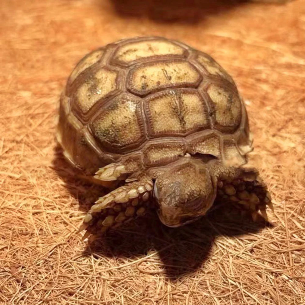 EcoTera Natuurlijke Terrarium Bodemmat
