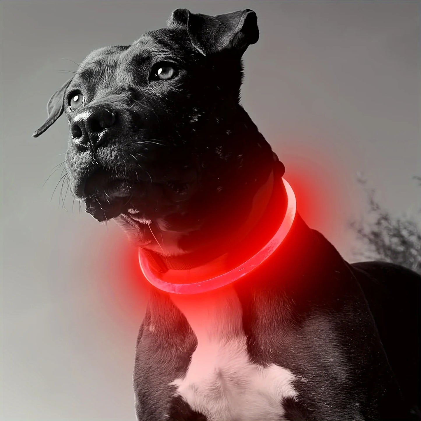 GlowGuard LED Veiligheidshalsband voor Honden – USB Oplaadbaar & Reflecterend