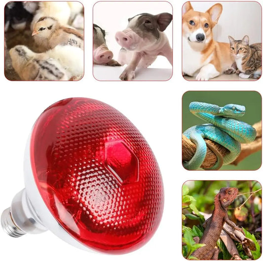 Reptielen warmtelamp