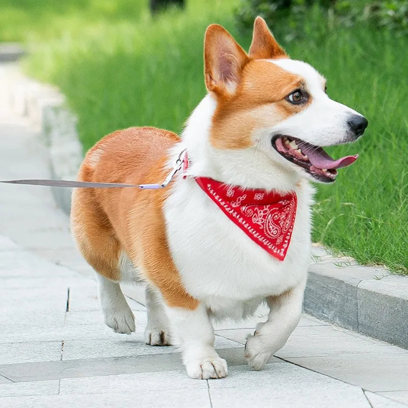 STYLPET PU Halsband met Sjaaltje