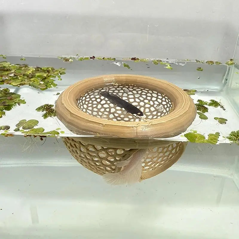 AquaHaven 3-in-1 Drijvende Grottenschuilplaats & Voederring voor Betta’s en Kleine Aquariumdieren