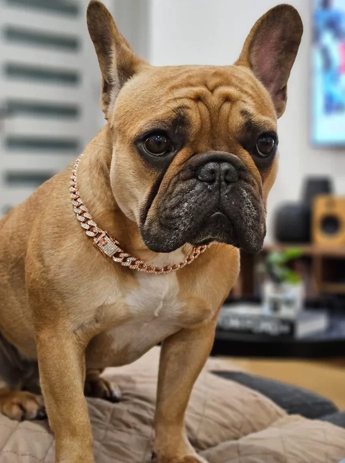 GlamPaw Diamond Cuban Link Halsband