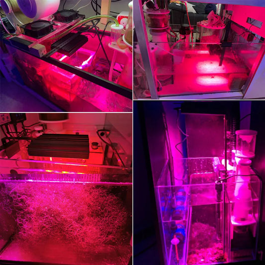 PopBloom Refugium Groeilamp