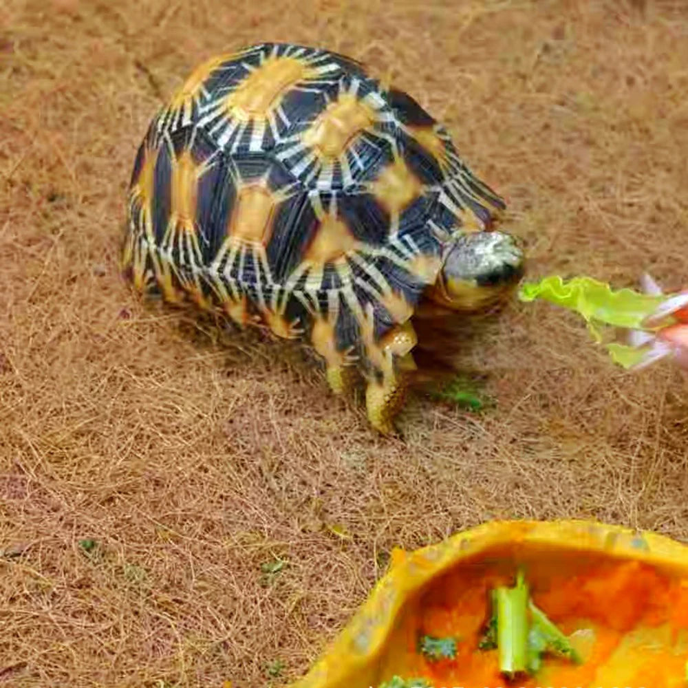 EcoTera Natuurlijke Terrarium Bodemmat