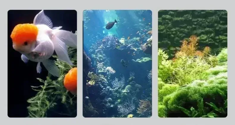 AquaView Digitale LCD Aquarium Thermometer